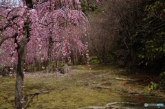 花たちにありがとうと。