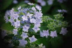 水無月の花☆彡