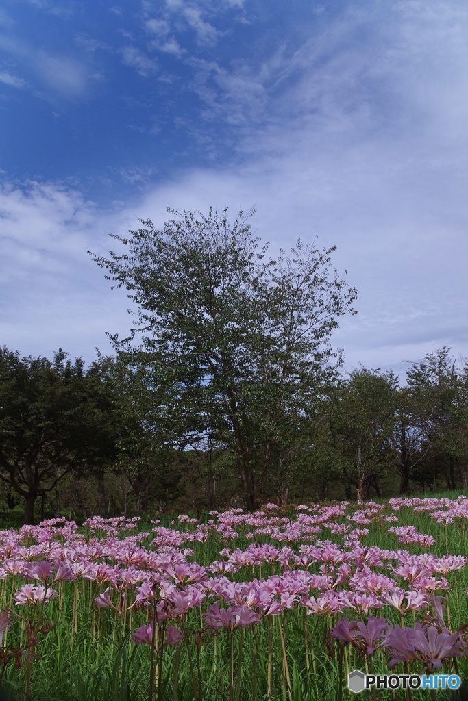 万博記念公園の夏水仙