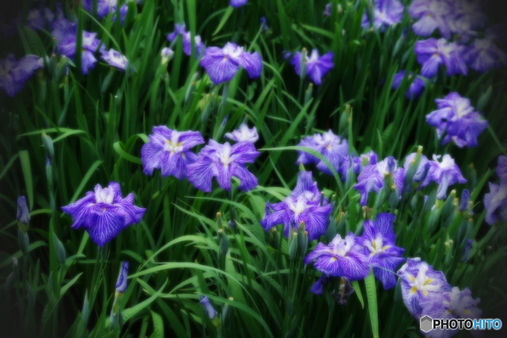 揃い咲き