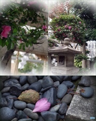 神社の山茶花