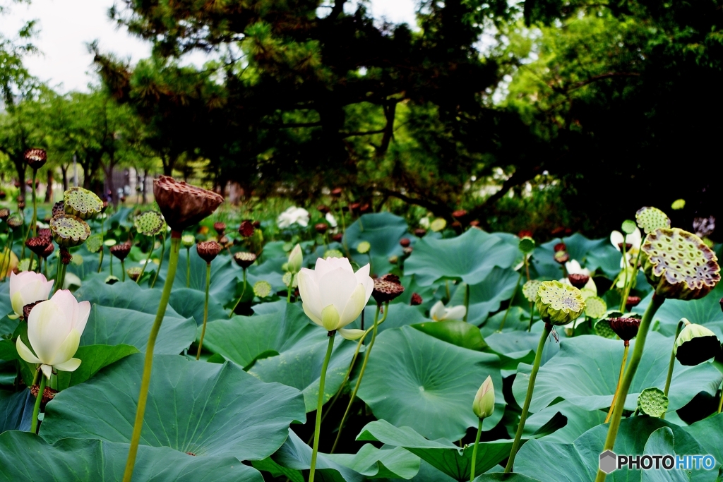 晩夏の蓮池