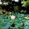晩夏の蓮池