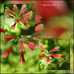 原種アルストロメリア