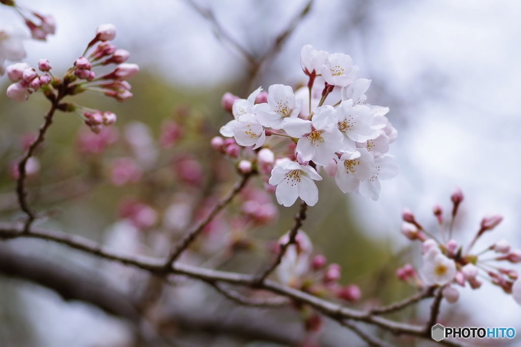 私の開花宣言2022