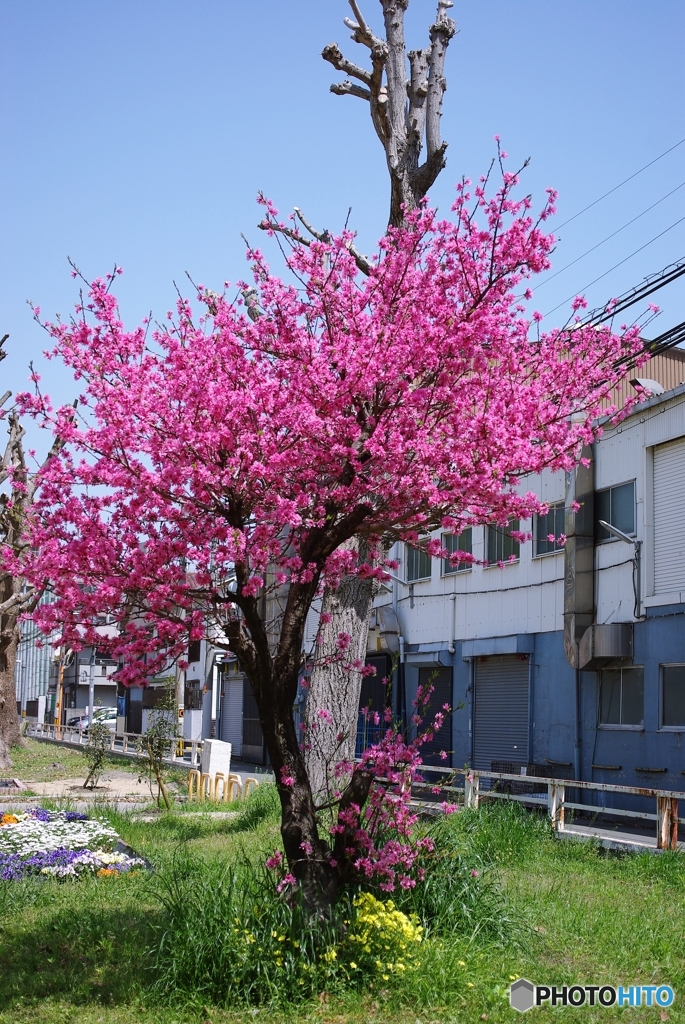 菊桃開花