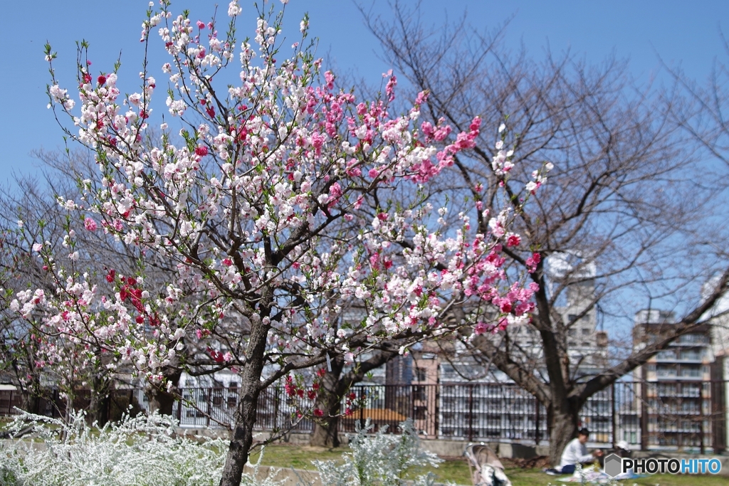 花桃源平満開☆