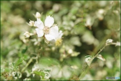 原種の薔薇①