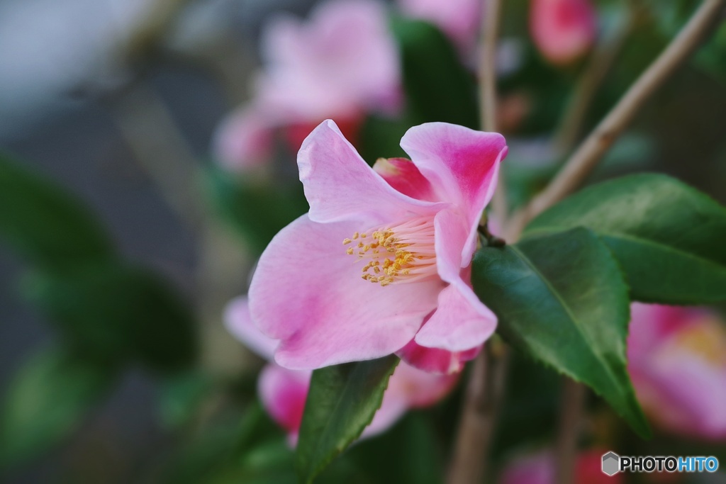 花椿、名は知らねども…