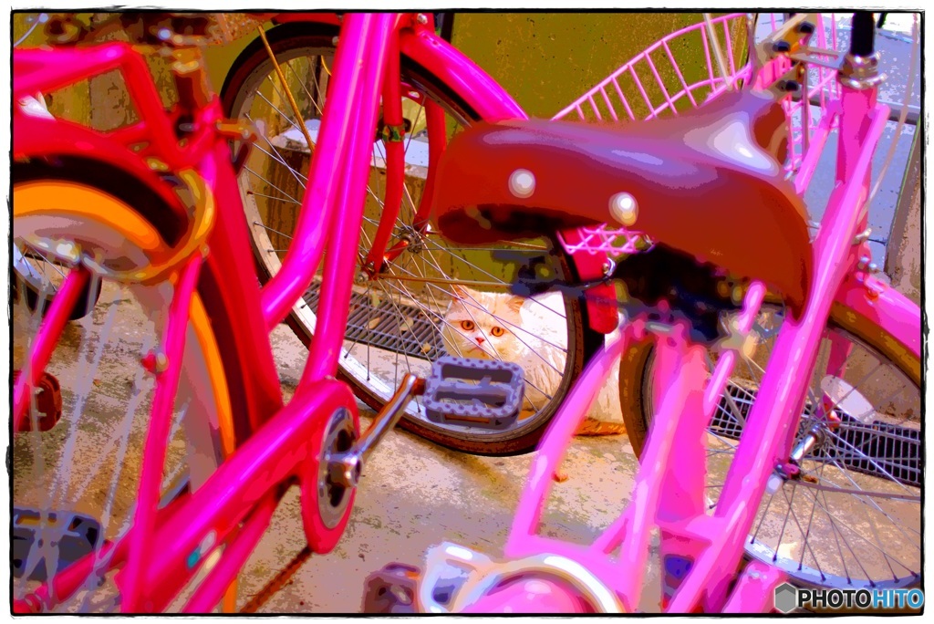 桃色自転車と猫