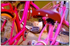 桃色自転車と猫