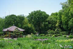 城北菖蒲園、まだ一部咲き