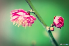 梅ノスタルジー