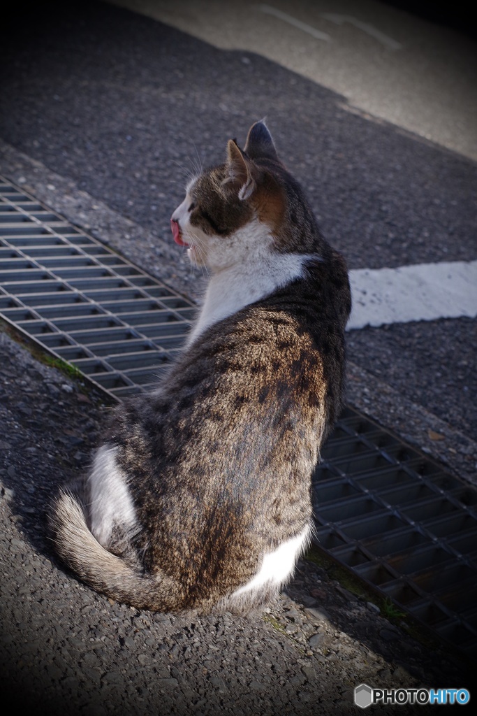 見かえりペロンチョ