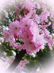 癒しの桜