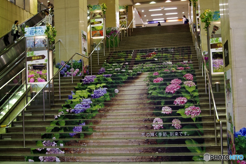 紫陽花階段