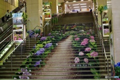 紫陽花階段