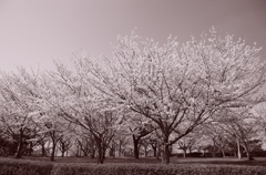 ふるさと桜の記憶⑤