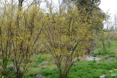 鶴見緑地の黄色 山茱萸