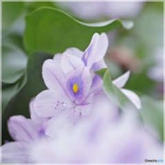 薄紫の妖精②