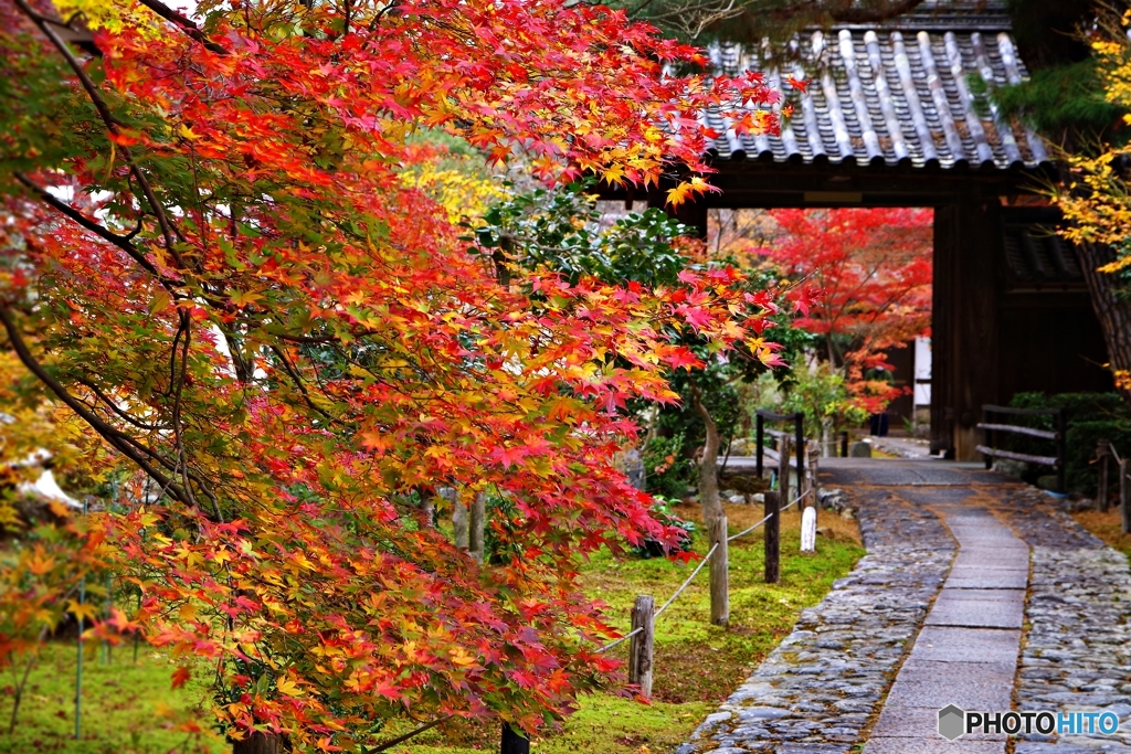 鹿王院 中門
