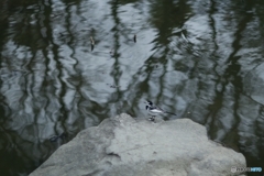 鳥ミングしたハクセキレイ