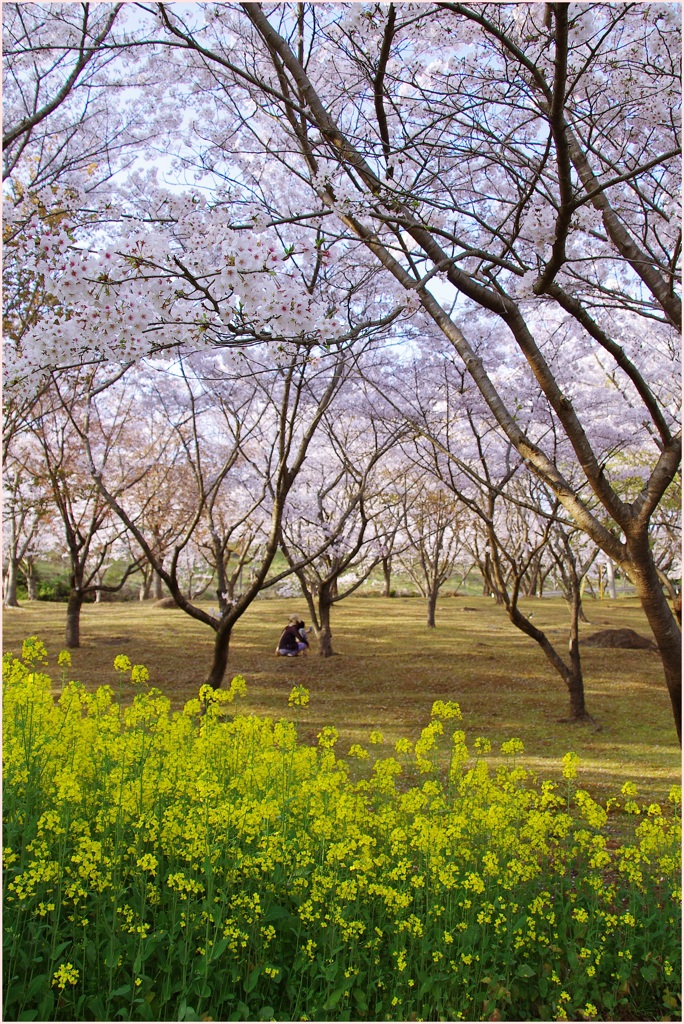 ふるさと桜の記憶④