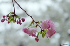 花海棠、雨に咲く