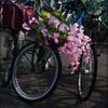 sakura bicycle 