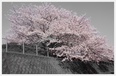 ふるさと桜の記憶①