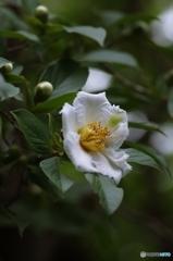 沙羅双樹の花の色