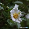 沙羅双樹の花の色