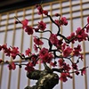 盆梅展から