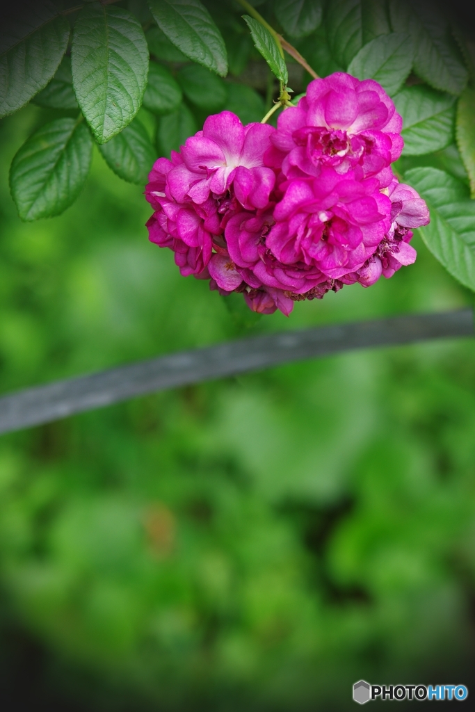 初めましての小さな薔薇