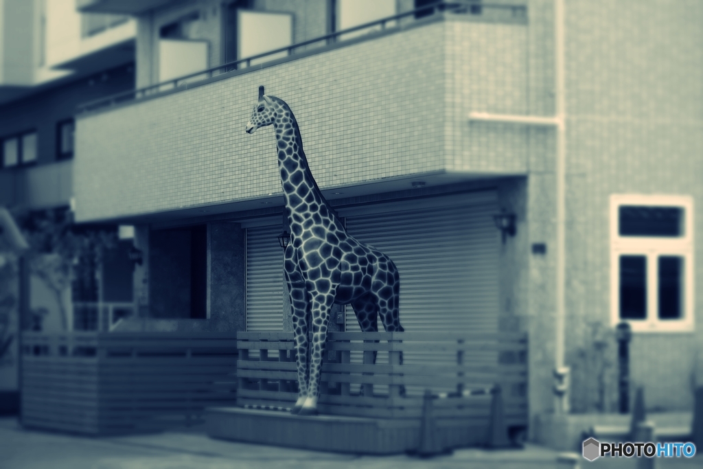 キリンさんが佇む街角