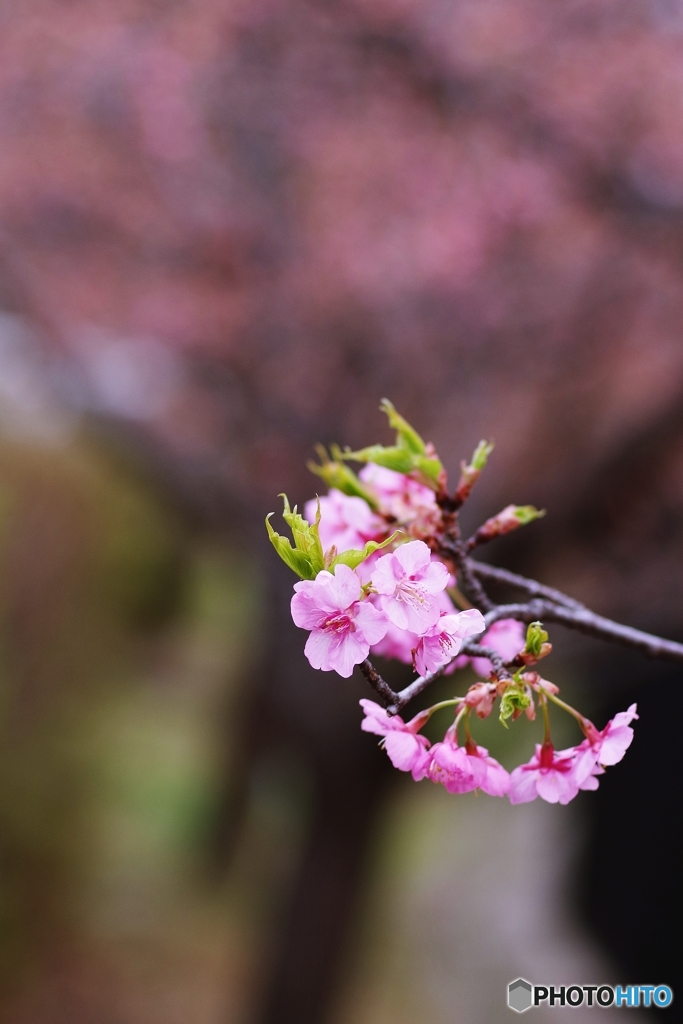 淀水路の河津桜