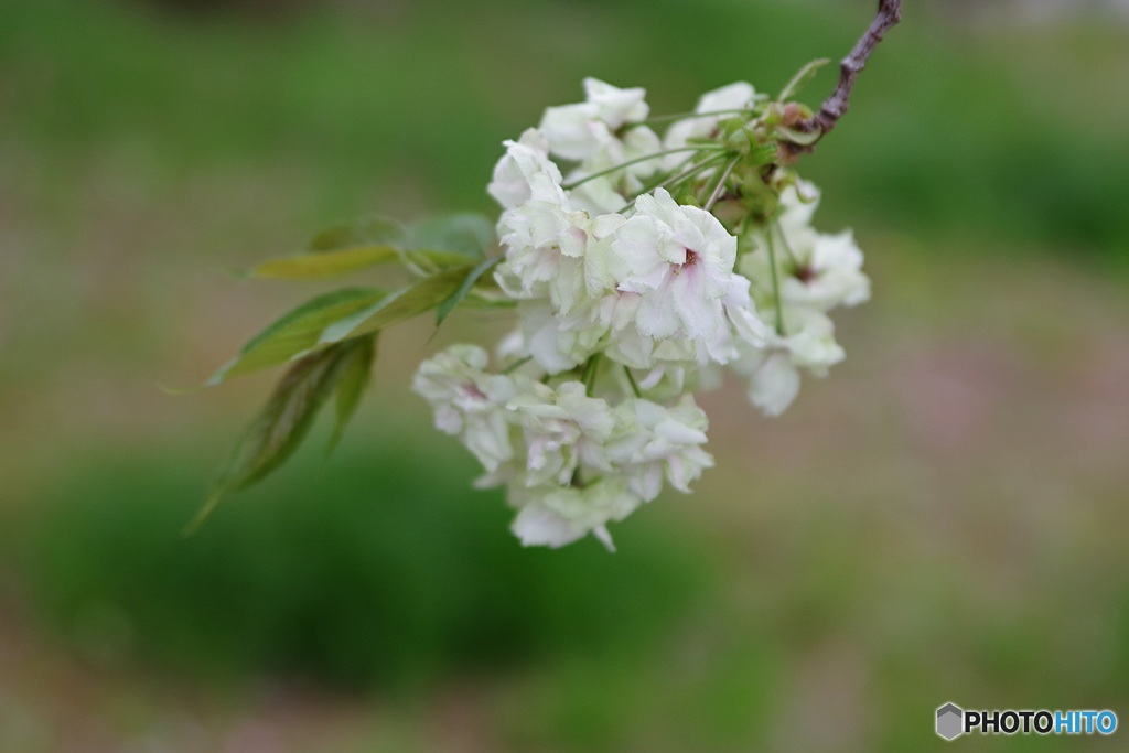 ありがとう今年の桜・鬱金