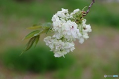 ありがとう今年の桜・鬱金