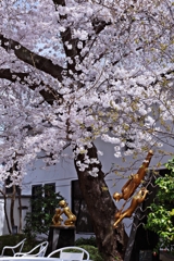 カッパたちと桜