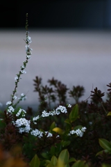 雪柳 静かな思い