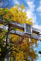 伏見・三栖神社の公孫樹