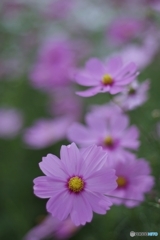 晴れやかに秋の花
