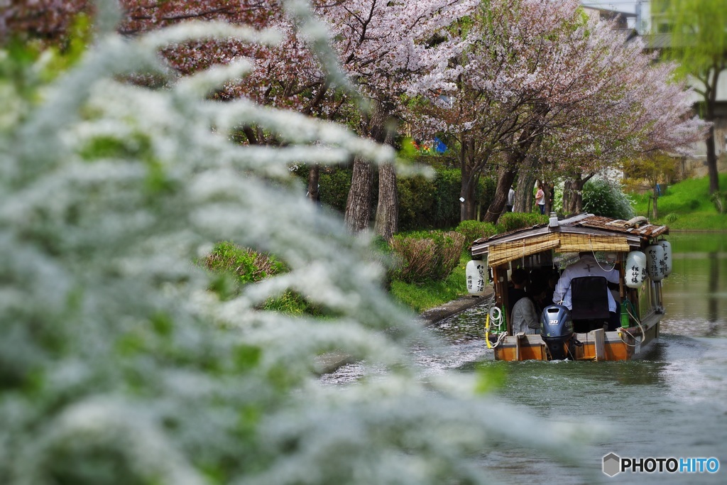 花の盛りは過ぎたけど