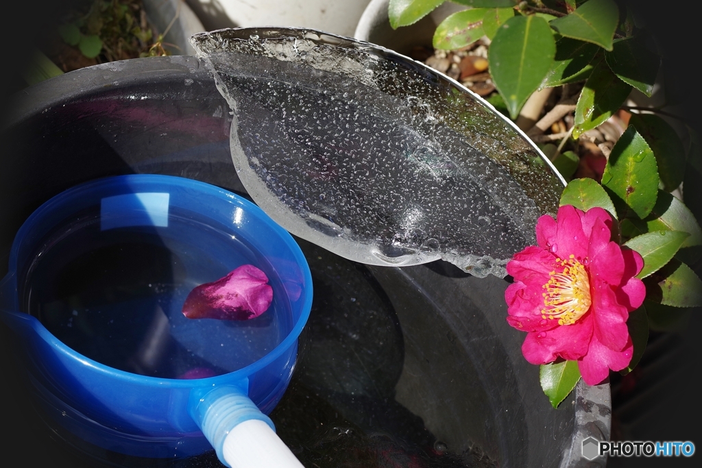 バケツの氷とサザンカ