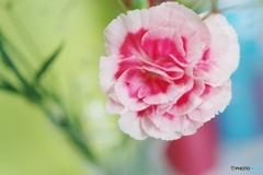 Carnation①