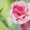 Carnation①