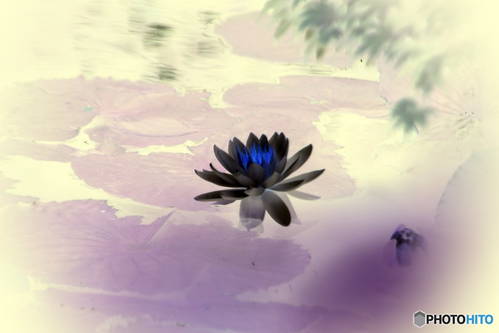 妖しの華