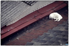 眠り猫を見下ろす之図