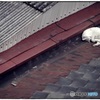 眠り猫を見下ろす之図