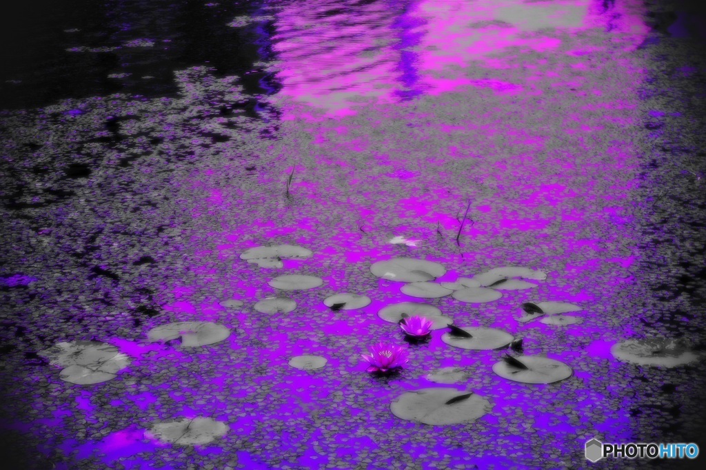 睡蓮②